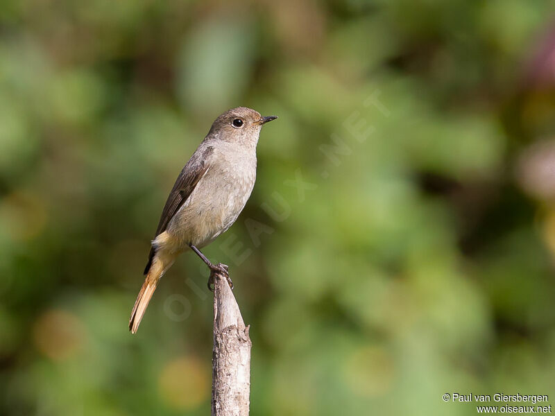 Hodgson's Redstart