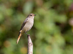 Hodgson's Redstart