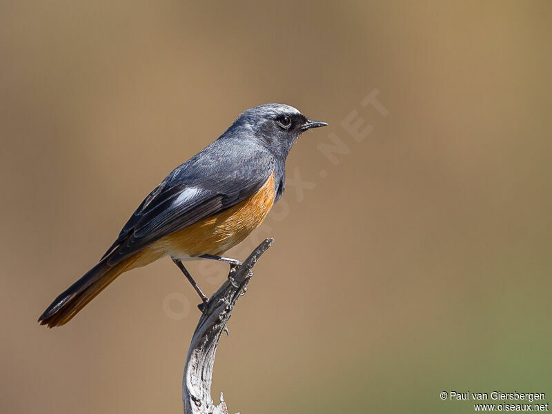 Hodgson's Redstart