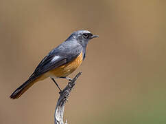 Hodgson's Redstart