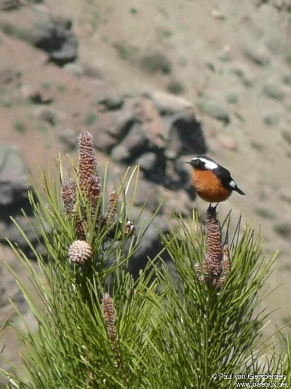 Moussier's Redstart