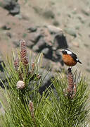 Moussier's Redstart