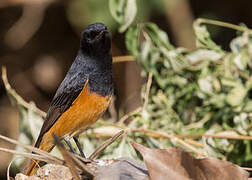 Black Redstart