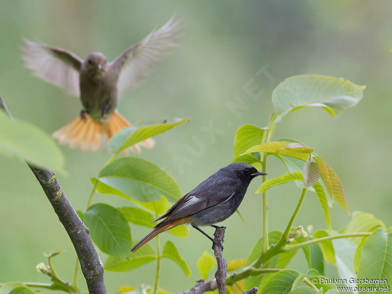 Black Redstart