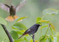 Black Redstart