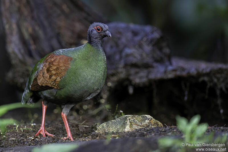 Crested Partridge female adult
