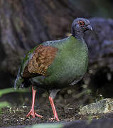 Crested Partridge