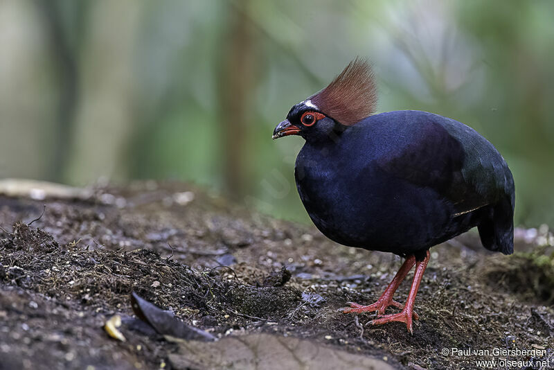 Crested Partridge male adult