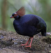 Crested Partridge