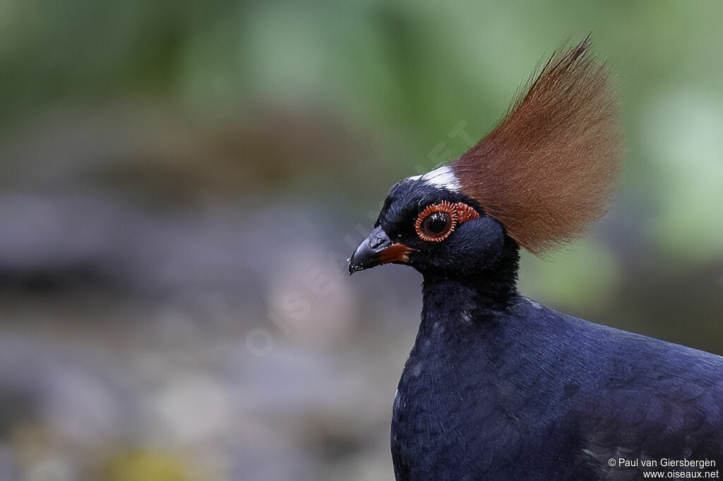 Crested Partridge male adult