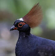 Crested Partridge