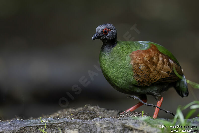 Crested Partridge female adult