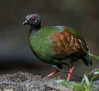 Crested Partridge