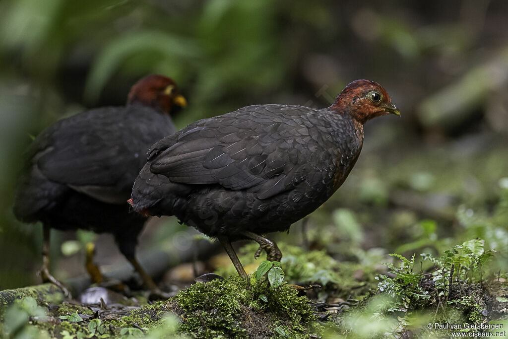 Crimson-headed Partridge female adult