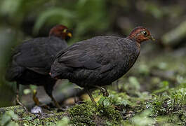 Crimson-headed Partridge