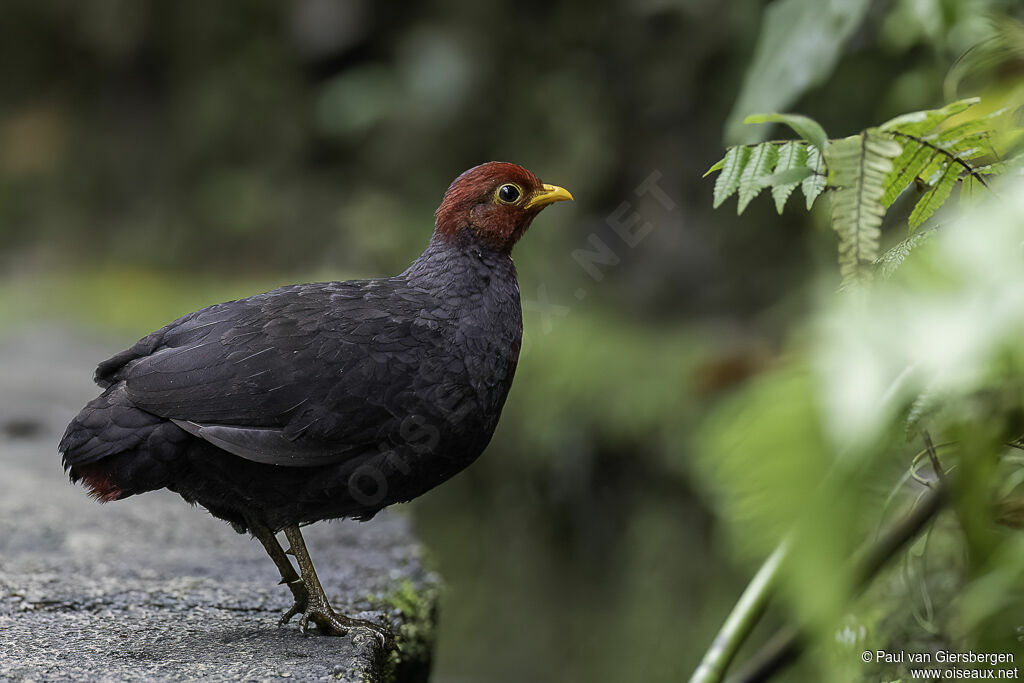 Crimson-headed Partridge male adult