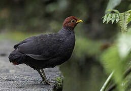 Crimson-headed Partridge