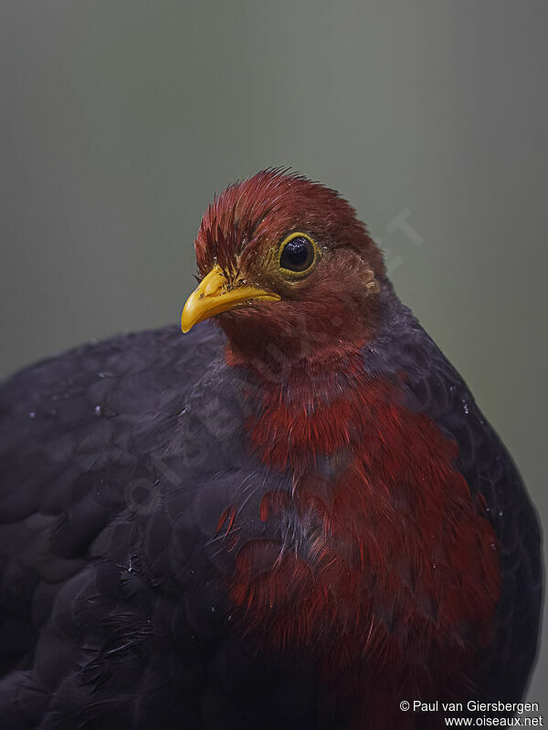 Crimson-headed Partridge male adult