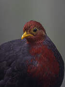Crimson-headed Partridge