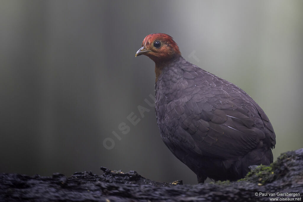 Crimson-headed Partridge female adult