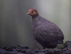 Crimson-headed Partridge