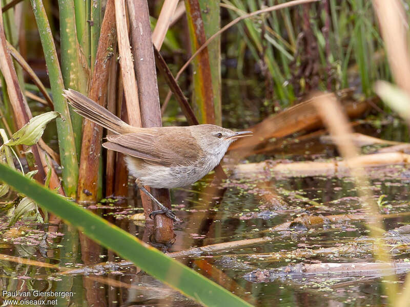 Lesser Swamp Warbleradult, habitat, pigmentation