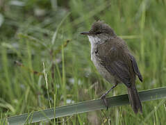 Lesser Swamp Warbler