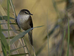 Lesser Swamp Warbler