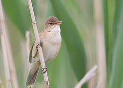 Common Reed Warbler (baeticatus)