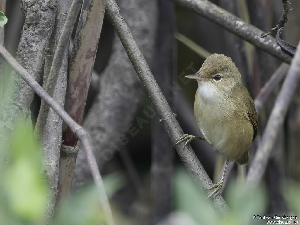 African Reed Warbleradult