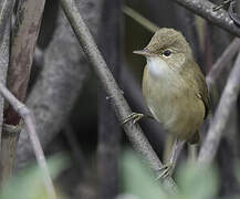 Common Reed Warbler (baeticatus)