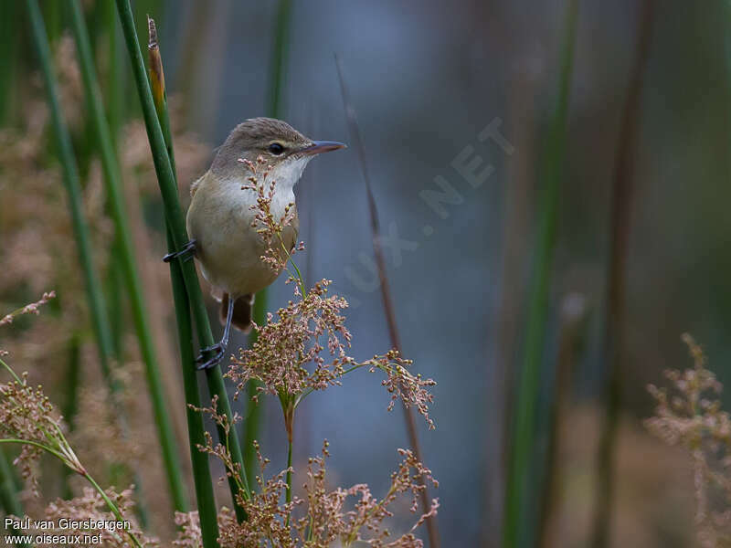 Australian Reed Warbleradult, habitat