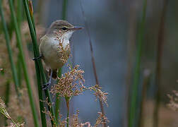 Australian Reed Warbler