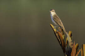 Oriental Reed Warbler