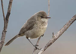 Madagascar Swamp Warbler