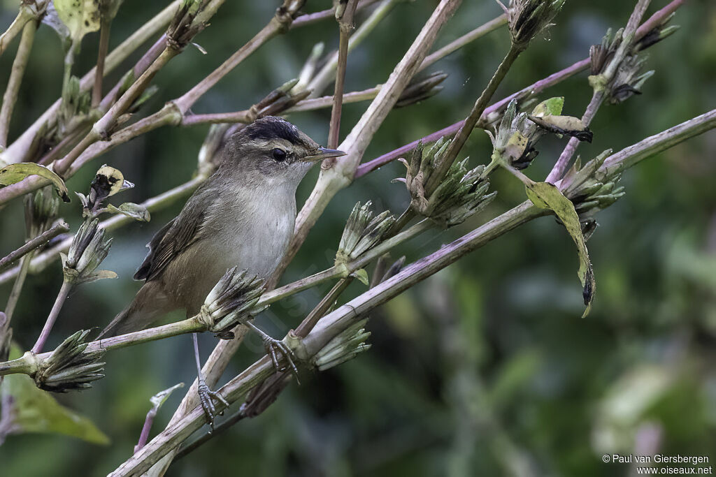 Black-browed Reed Warbler