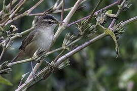 Black-browed Reed Warbler