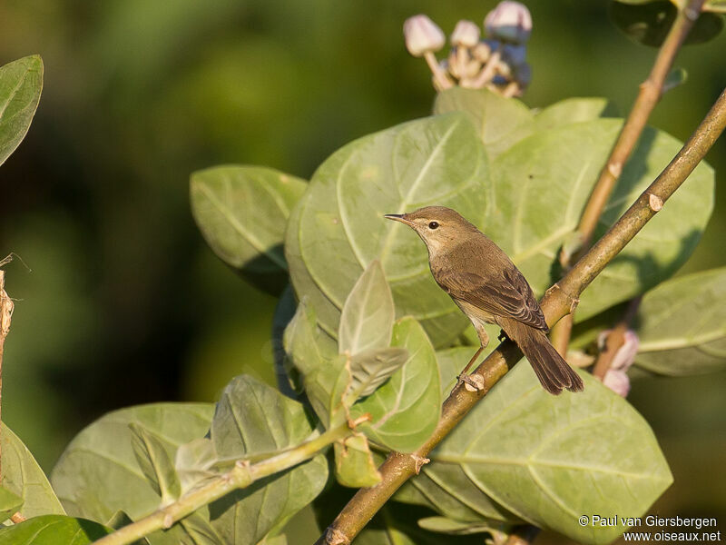 Blyth's Reed Warbler