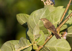 Blyth's Reed Warbler