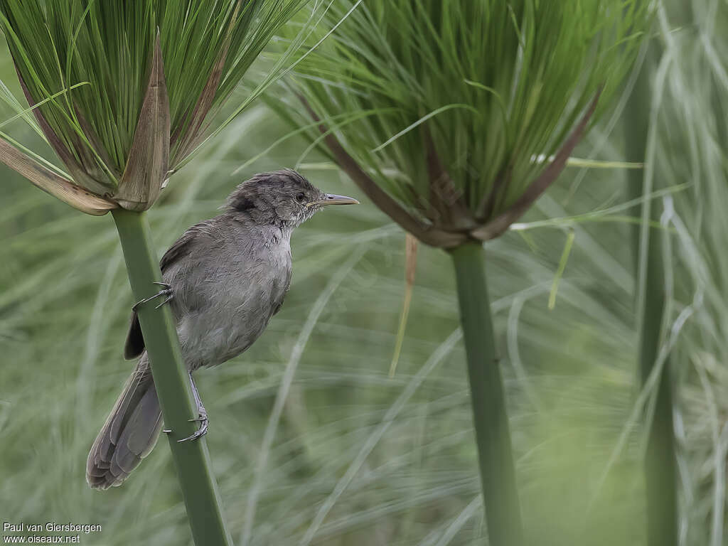 Greater Swamp Warbleradult, habitat, pigmentation