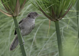 Greater Swamp Warbler