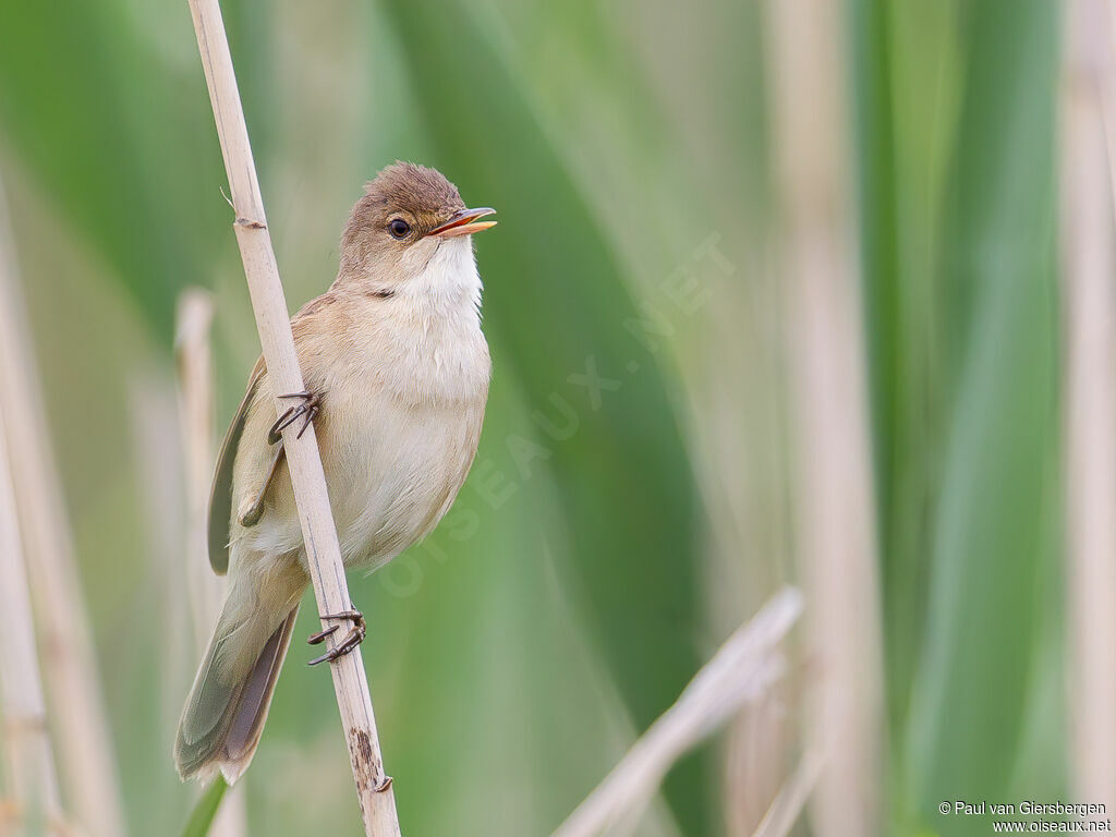 Common Reed Warbler