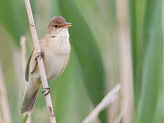 Common Reed Warbler