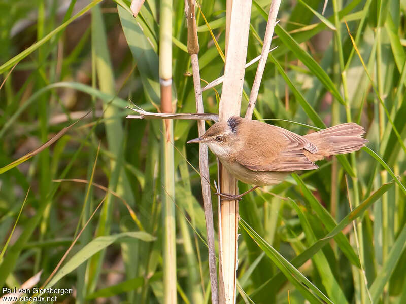 Paddyfield Warbler, habitat, pigmentation