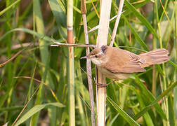 Paddyfield Warbler