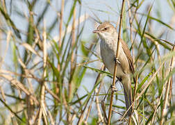 Clamorous Reed Warbler