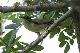 Clamorous Reed Warbler