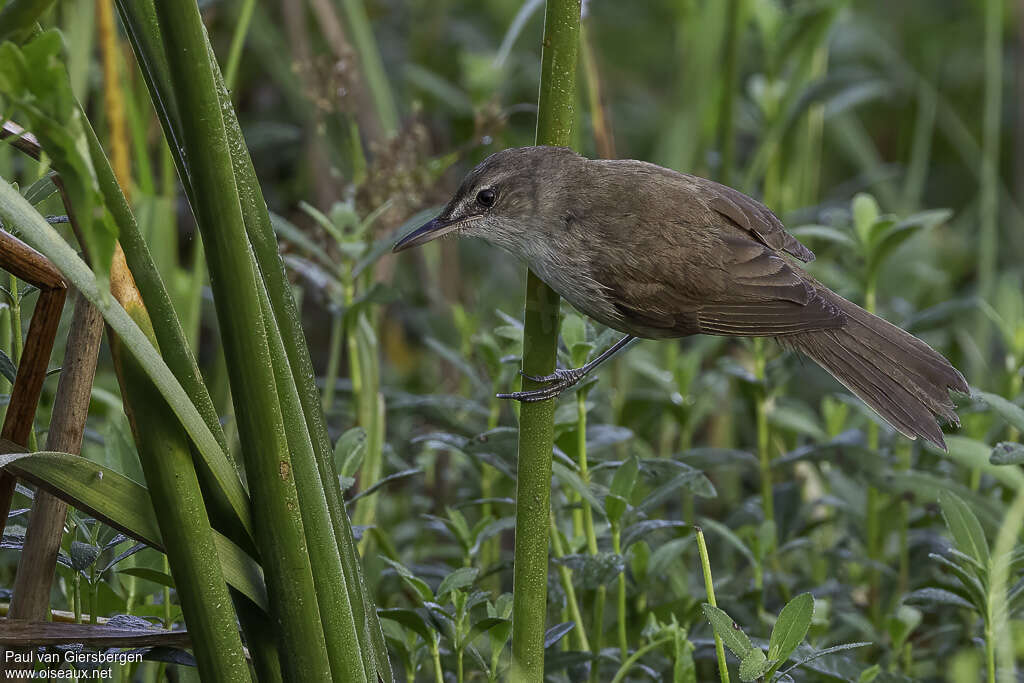 Clamorous Reed Warbleradult