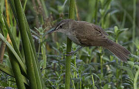 Clamorous Reed Warbler