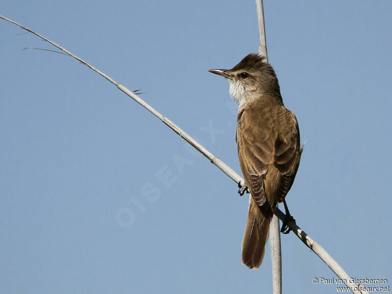 Great Reed Warbleradult